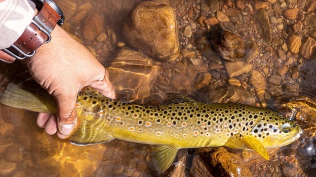 spotted fish in shallow water. Human hand holds tail.